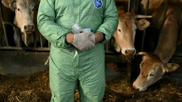 La dermatose nodulaire risque-t-elle vraiment de faire augmenter le prix de la viande de bœuf?