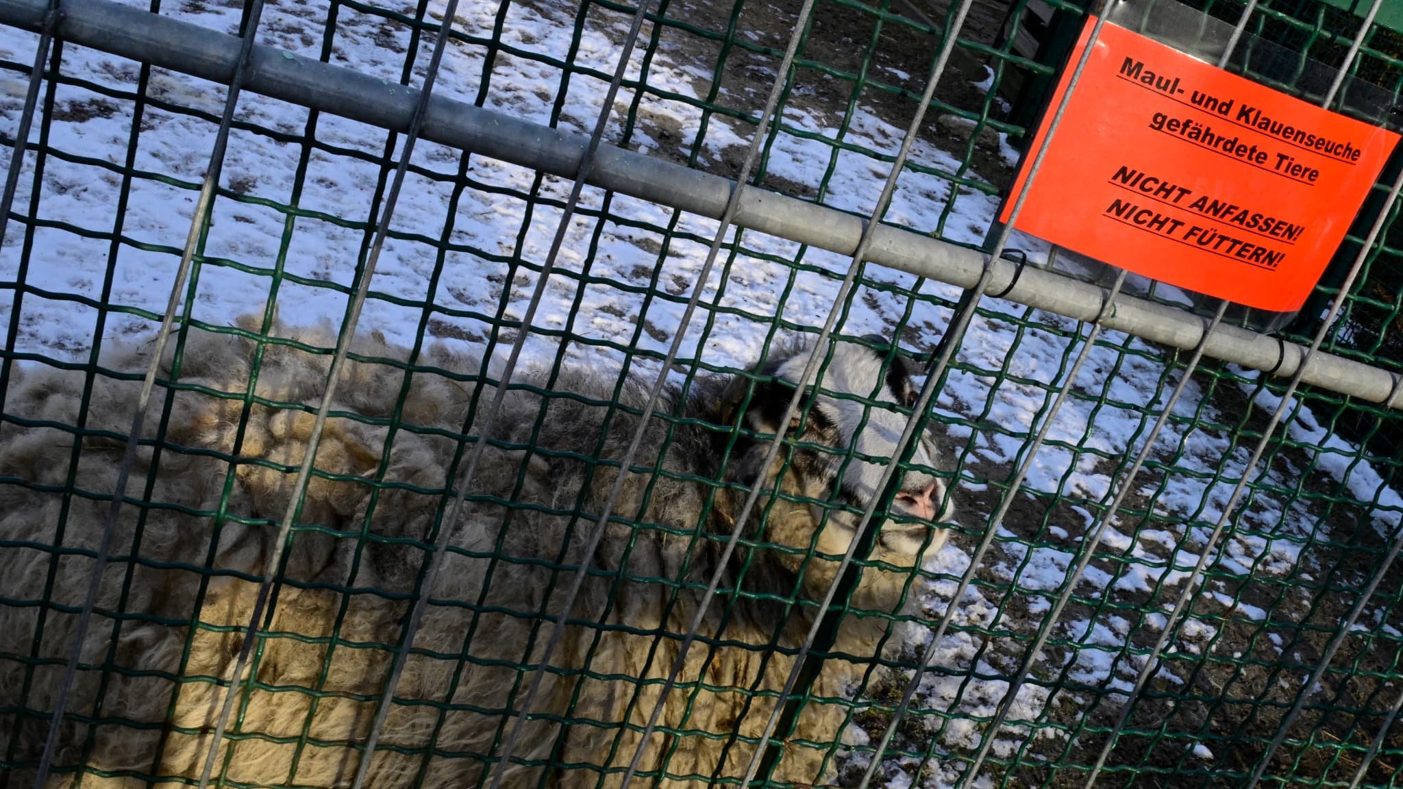 Zoos fermés, animaux abattus: l’Allemagne tente d’empêcher la propagation de la fièvre aphteuse dans les élevages