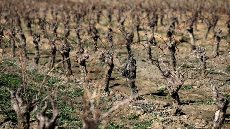 « Une aventure »: ils rasent leur maison en Gironde pour planter des vignes sur un terrain classé AOC