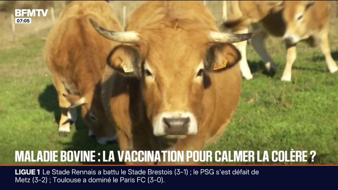 « Ça fait plus d’un mois et demi qu’on le demande »: les agriculteurs regrettent une campagne de vaccination trop tardive de leurs animaux