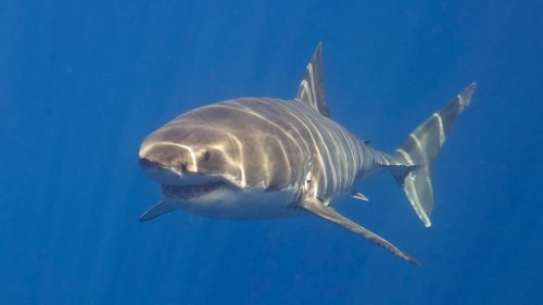 Une Américaine de 44 ans meurt après avoir été mordue par un requin aux Bahamas
