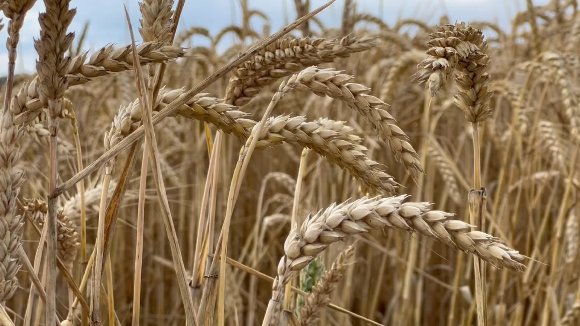 Alors que la récolte de blé se redresse après les moissons catastrophiques de 2024, les céréaliers français restent « dans le rouge » en 2025