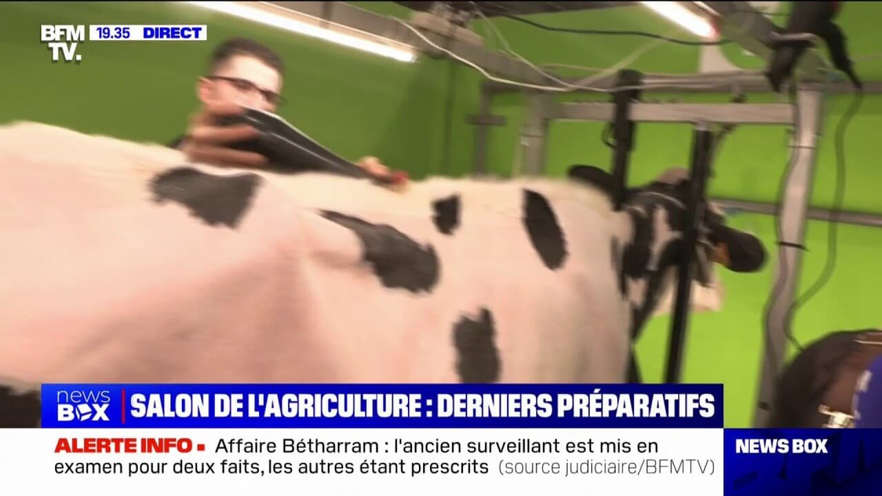 Ces agriculteurs tondent leurs vaches, avant le début du salon de l’agriculture