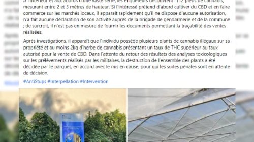 Alpes-Maritimes: une plantation de cannabis découverte lors d'une surveillance aérienne, un individu interpellé