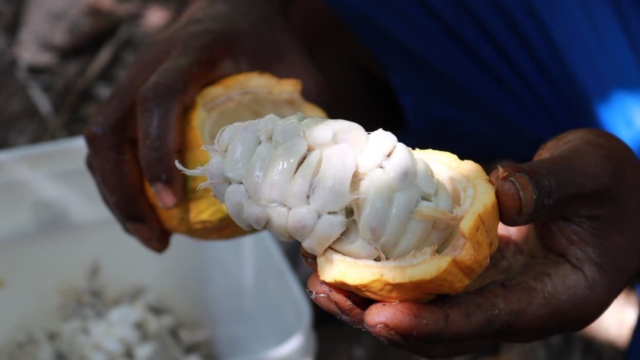 Le Ghana augmente le prix à la production du cacao de plus de 60% pour soutenir ses agriculteurs: vers une envolée des cours mondiaux?