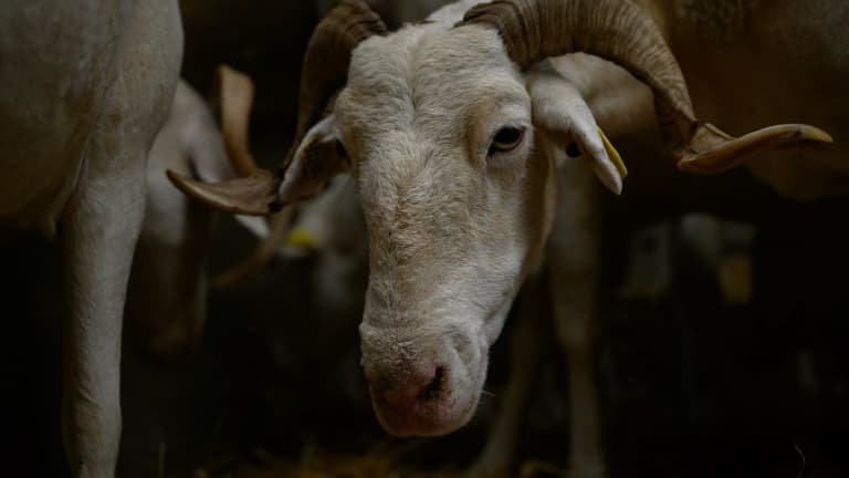 2.000 foyers en un mois: la fièvre catarrhale des moutons se diffuse à une vitesse exponentielle