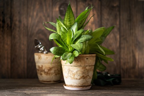 New genetically engineered houseplant cleans air as efficiently as 30 air purifiers