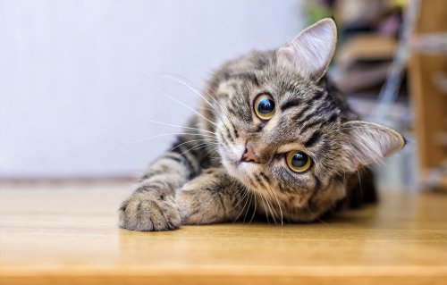There are five types of cat owners, according to science