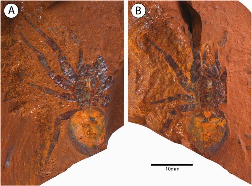 Fossil of giant trapdoor spider is four times larger than modern species