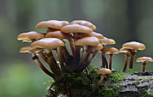 Researchers observed fungi talking to each other in the forest