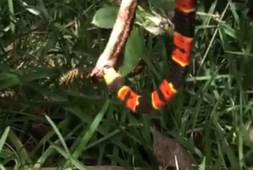 Watch a snake eat another snake while being attacked by a wasp and remind yourself to avoid Florida