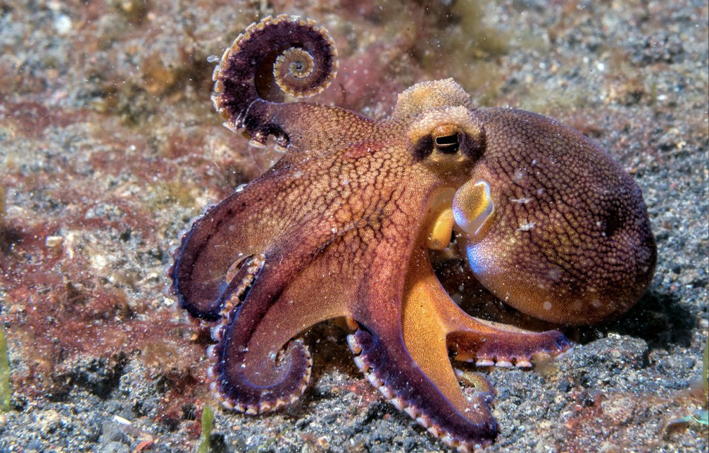 Octopus Fan Club - cover