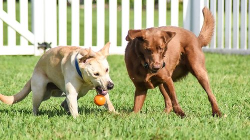 Best Dog Toys for Aggressive Chewers