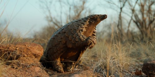 You need to watch Netflix's heartwarming documentary about a baby pangolin