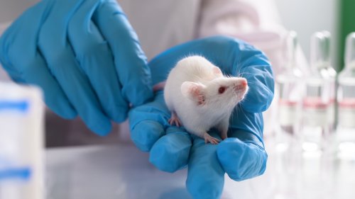 Scientists cured pneumonia in mice using revolutionary little robots