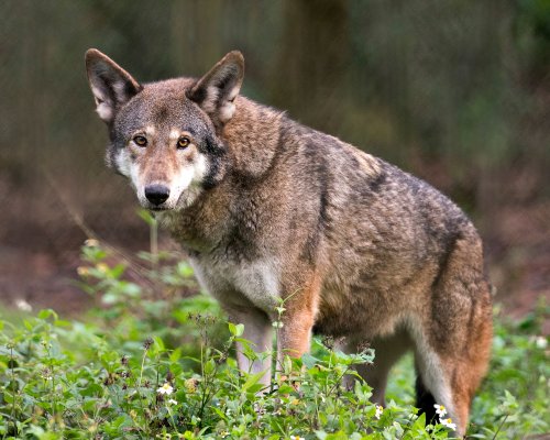 This rare footage of the world's last remaining wild red wolves broke my heart