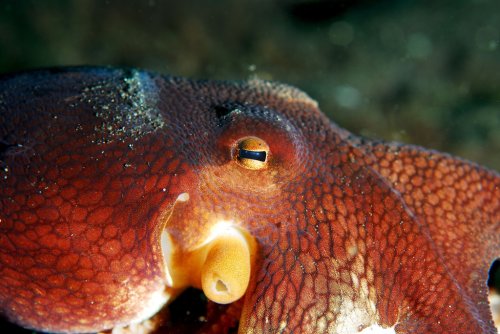 Scientists gave a bunch of octopuses ecstasy and they started acting just like humans