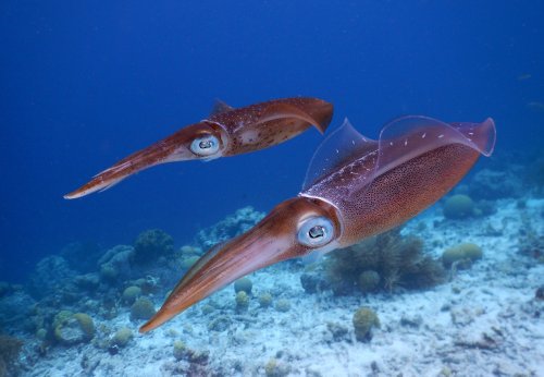 Watch giant squid hunt their prey in never-before-seen video footage