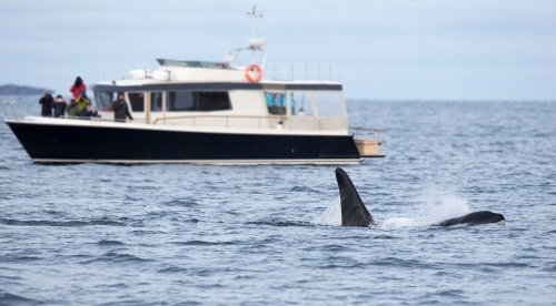 The latest coordinated killer whale boat attack was captured on video right here