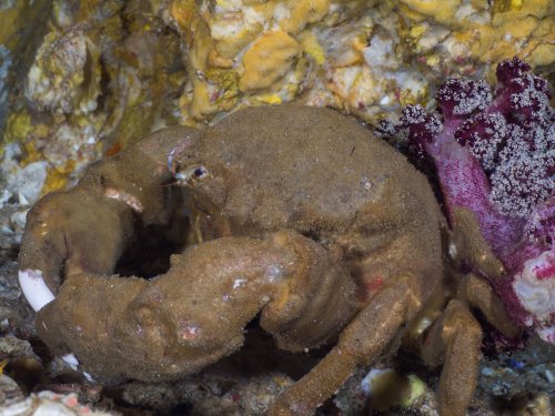 Scientists discovered a terrifying new species of hairy crab in Western Australia
