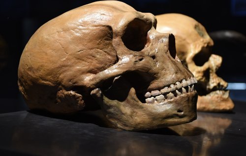 Scientists found an ancient human skull that’s unlike anything we’ve seen before
