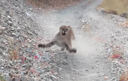 Cougar that stalked hiker in viral video won't be murdered after all