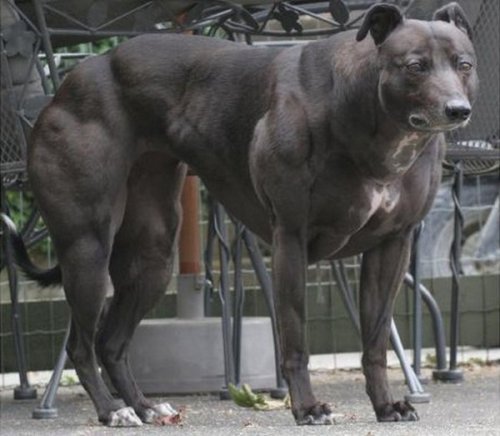 Scientists have created a new breed of stronger, faster dogs using DNA manipulation
