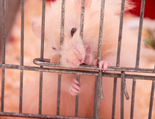 Researchers created gene-edited hamsters full of rage in an experiment gone wrong