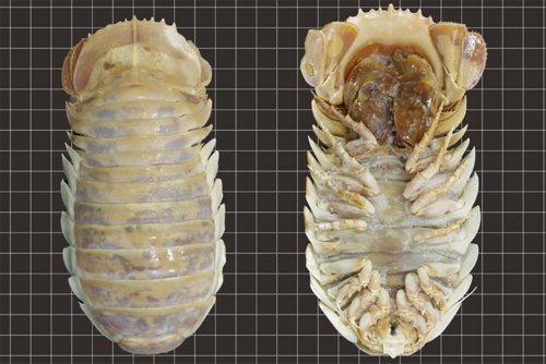 Creepy 1.5-foot 'sea bugs' were just discovered and they're pure nightmare fuel