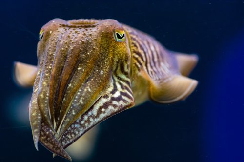 Cuttlefish passed a cognitive test designed for humans