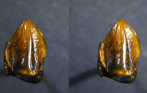 Shocking discovery of ancient teeth could rewrite human history