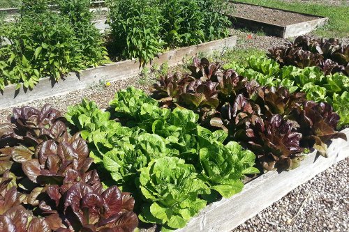 How to plan a vegetable garden