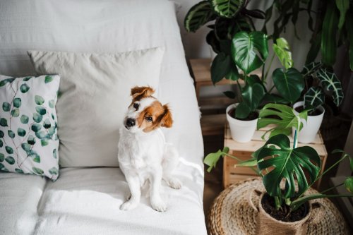 Yes, house plants can improve your wellbeing - but there's a catch!