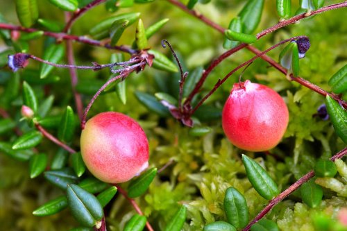 How to Plant and Grow Cranberries