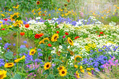 7 Celebrity-Inspired Flowers That Deserve a Spot in Your Garden
