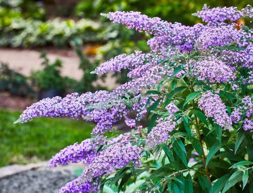 How and When to Prune a Butterfly Bush: 7 Essential Tips to Boost Blooming