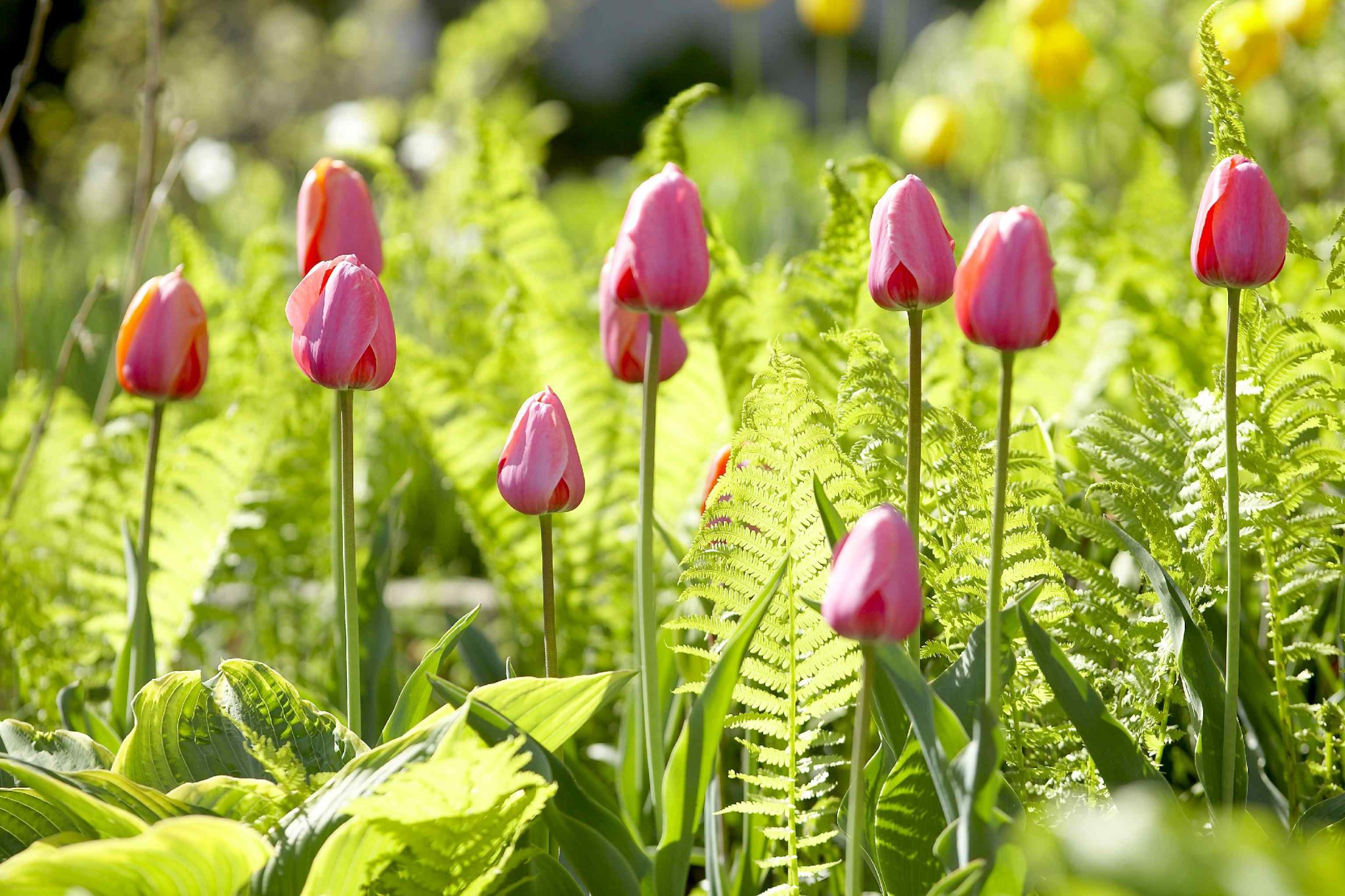 How to Plant Spring Bulbs in Fall for Glorious Blooms Next Year