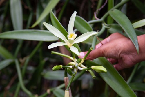 How to Plant and Grow Vanilla Bean Orchids