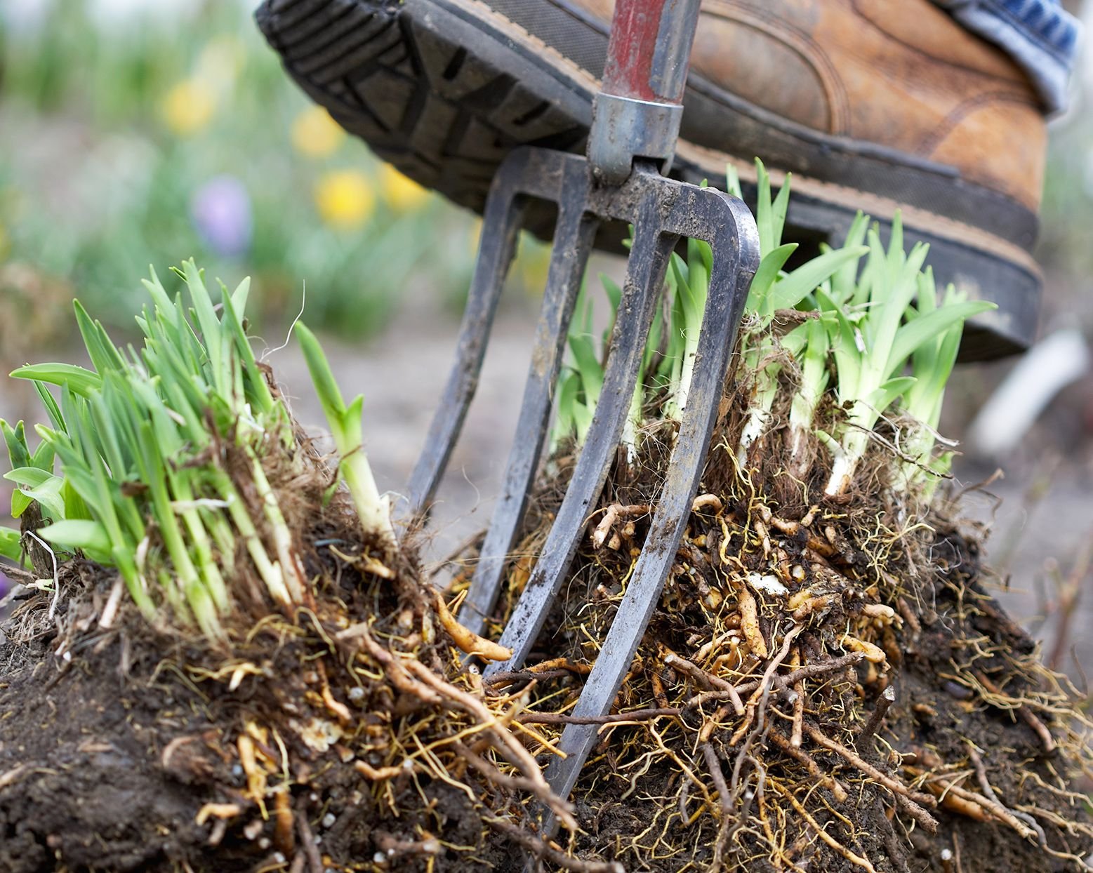 How to Divide Perennials and Expand Your Garden for Free