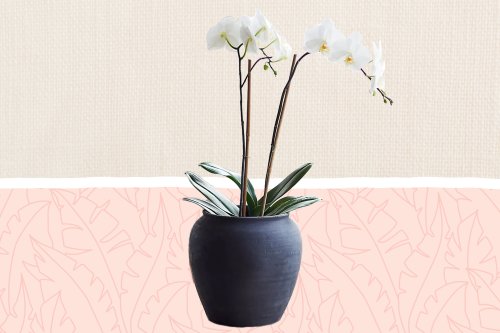 The 12 Best Orchid Pots of 2023 Help You Achieve Beautiful Blooms