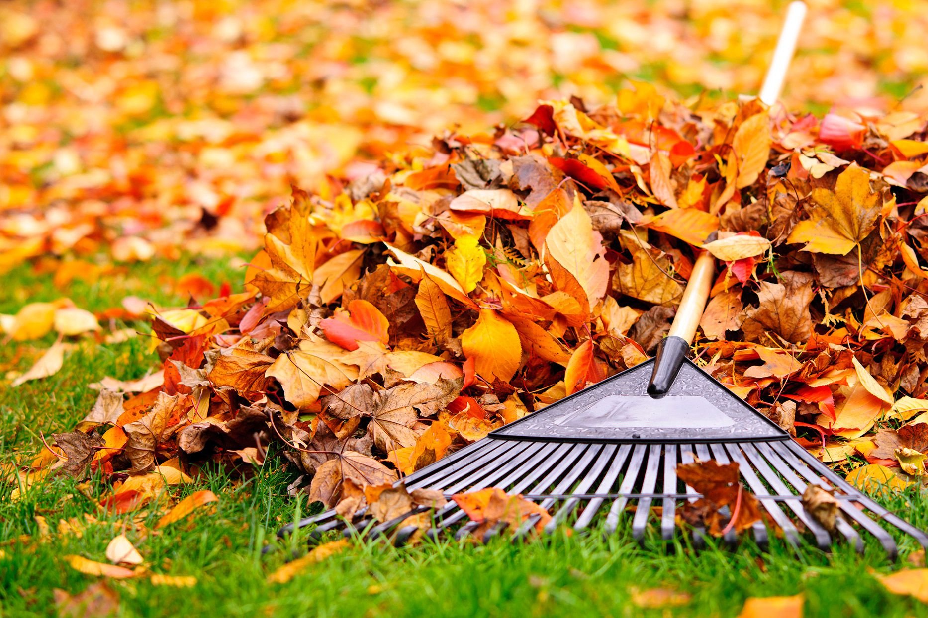 Follow This Fall Garden Checklist to Prep Your Yard for Winter