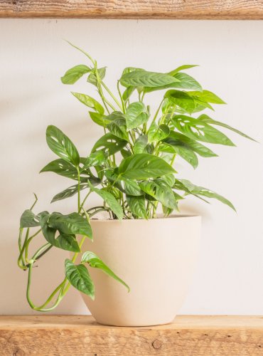 16 Best Indoor Vining Plants to Create a Jungle Feel