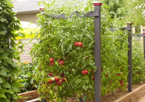 7 Essential Tips for Staking Tomatoes to Get a Better Harvest