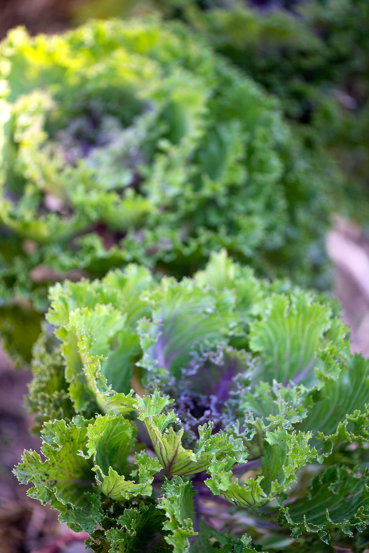 10 Easy, Fast-Growing Vegetables You Can Harvest in Almost No Time