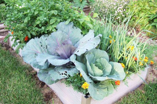 9 Tips for Companion Planting Vegetables to Boost Harvests