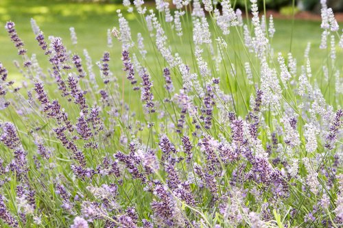How to Propagate Lavender to Make More Plants for Free