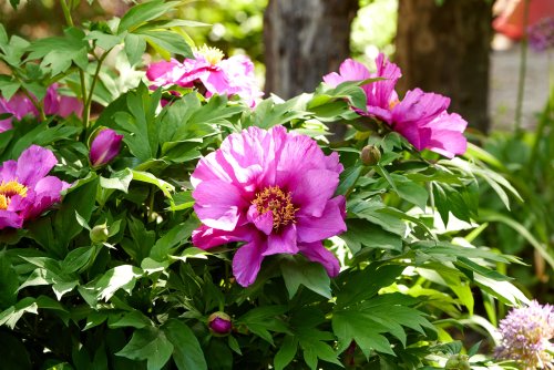 Keep Your Garden Peonies Looking Their Best with This One Simple Task