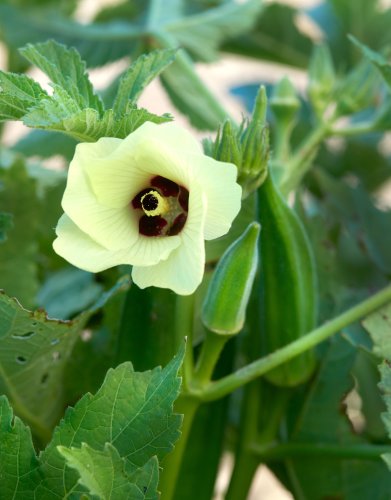10 Best Companion Plants for Okra