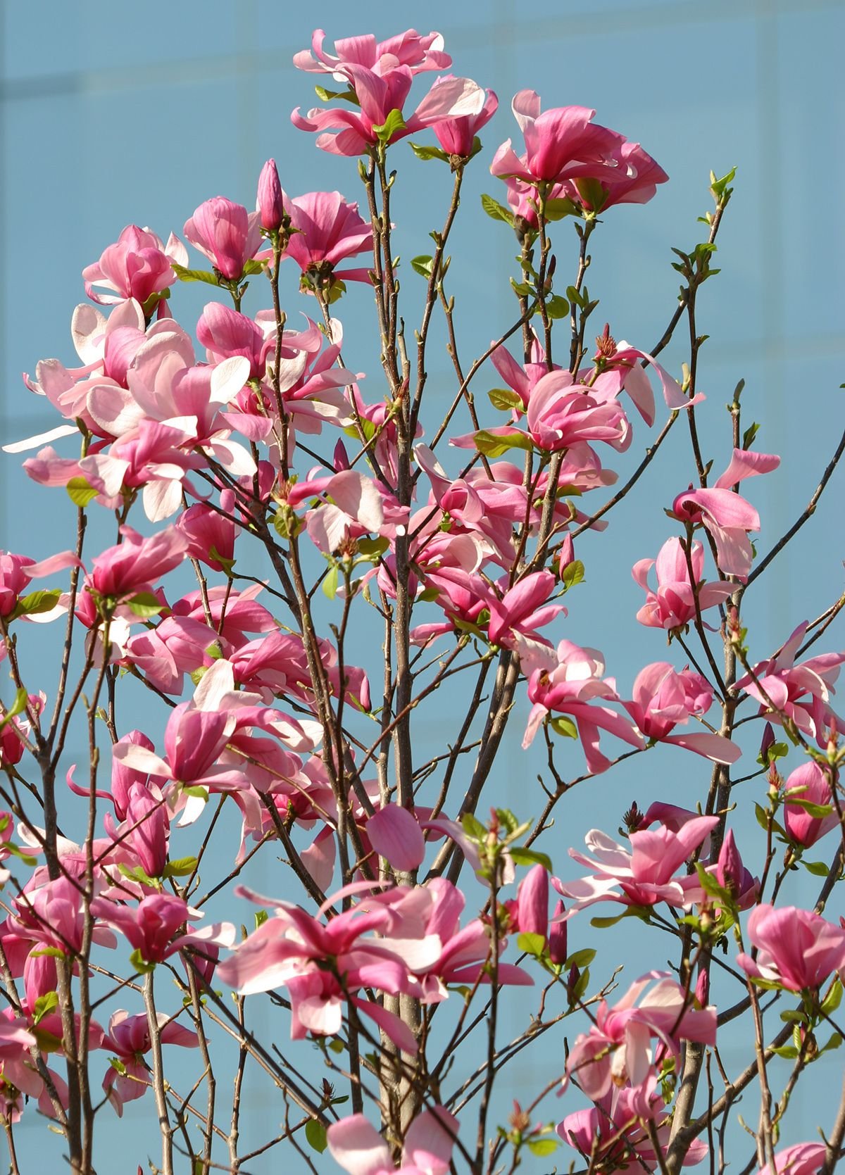 When to Prune a Magnolia Tree So It's Beautiful All Year
