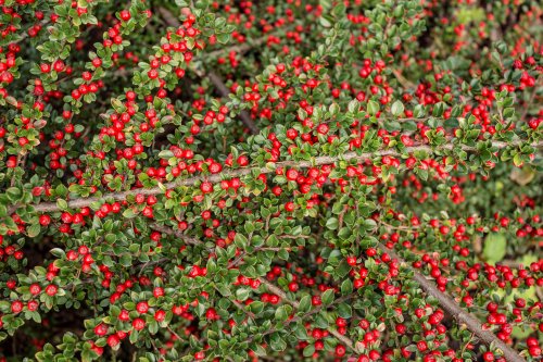 21 Best Drought-Tolerant Shrubs to Boost Your Garden's Resilience